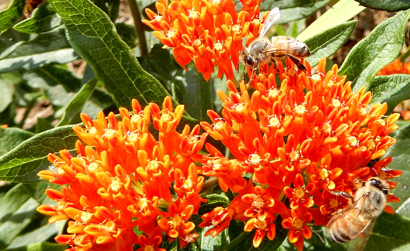 Bright orange flowers being visited by a honey bee.